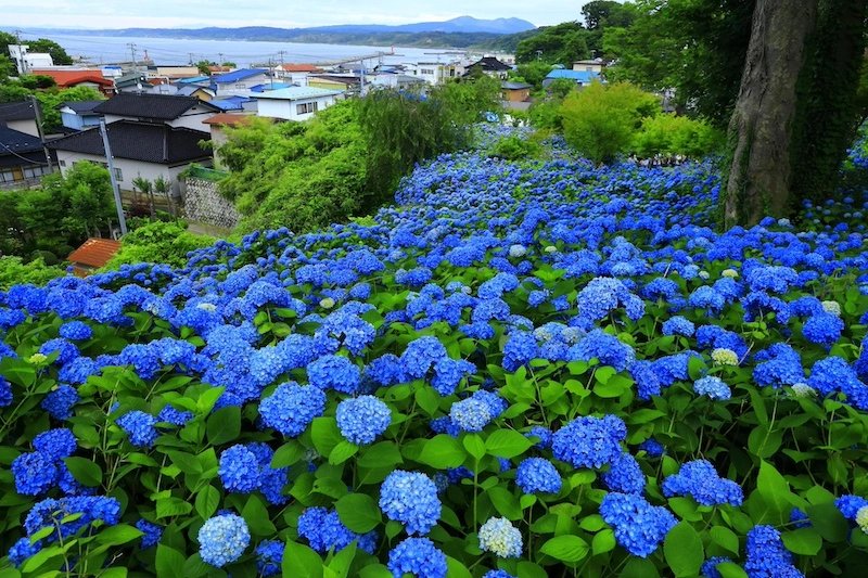 🌸 기타우라산 운쇼 절 (기타우라야마 운쇼지) 이미지 4